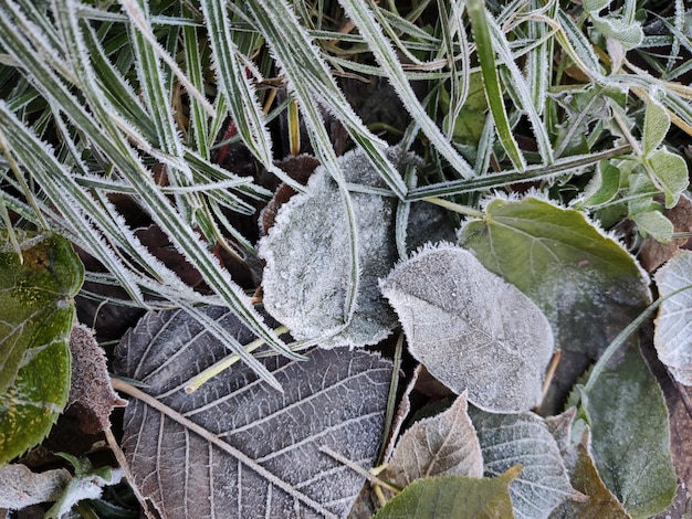 Foglie ed erba nel gelo del mattino