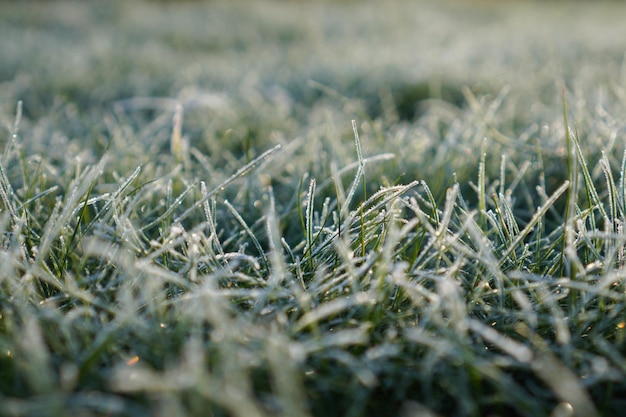 Foglie ed erba ricoperte di brina e neve al mattino presto Sfondo di erba gelata