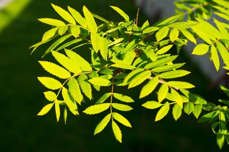 Foglie fresche alla luce del sole