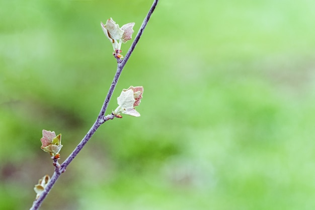 Foglie fresche della primavera sul ramo. Le foglie verdi si chiudono su in natura su fondo vago. Messa a fuoco selettiva.