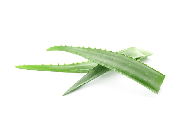 Foglie fresche di aloe vera isolate su sfondo bianco. Impianto di trattamento