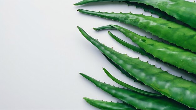 Foglie fresche di aloe vera verdi su sfondo bianco