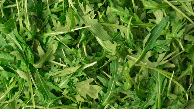 Foglie fresche di arugula come sfondo