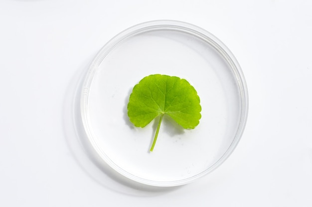 Foglie fresche di centella asiatica in capsule di Petri su sfondo bianco