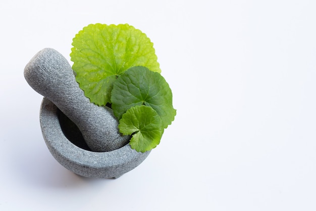 Foglie fresche di Centella asiatica in mortaio con pestello su sfondo bianco.