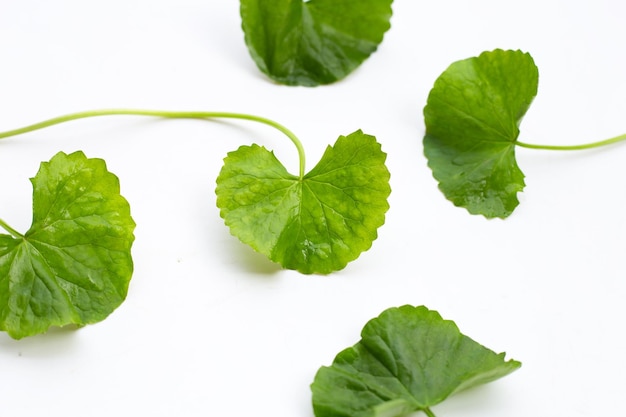 Foglie fresche di centella asiatica