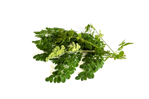 Foglie fresche di moringa isolate su sfondo bianco