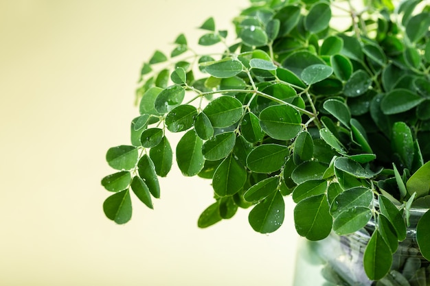 Foglie fresche di Moringa su fondo giallo