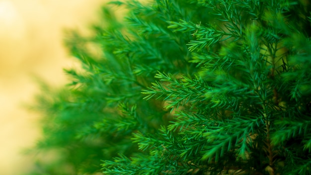 Foglie fresche di pino verde nella natura.