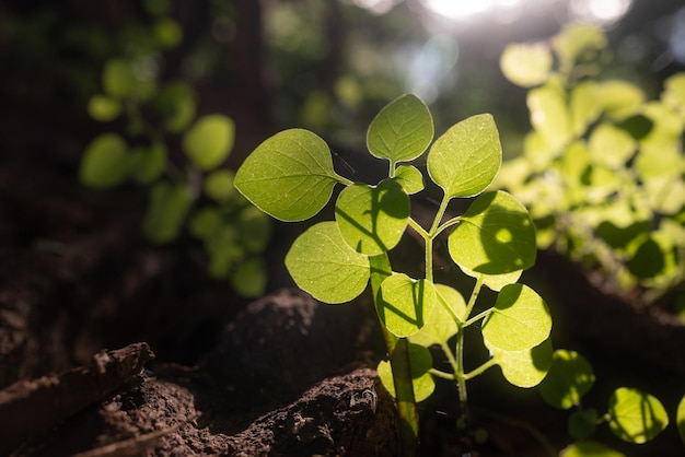 Foglie fresche di primavera che crescono tra le radici sul terreno Incandescente con il sole Foglie verdi retroilluminate con luce dorata Carta da parati della natura primaverile Nuovi germogli di vite di mughetto Ora d'oro