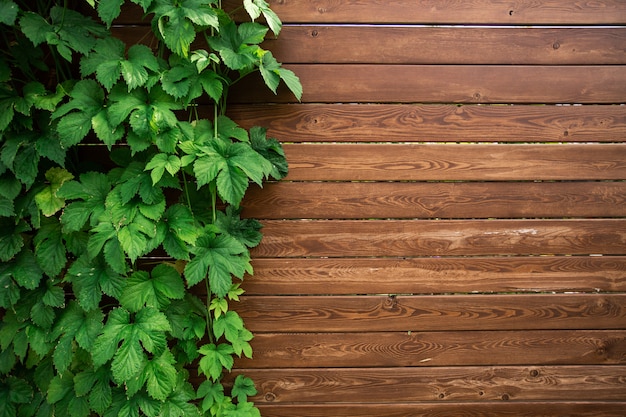 Foglie fresche di primavera e assi di legno