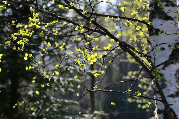 Foglie fresche di primavera su un albero