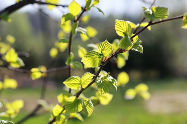 Foglie fresche di primavera su un albero