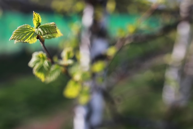 Foglie fresche di primavera su un albero