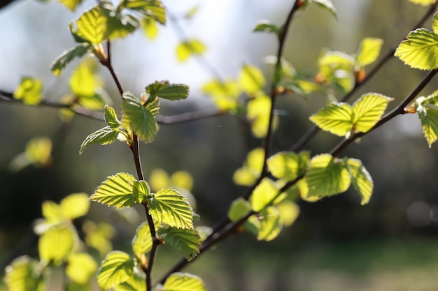 Foglie fresche di primavera su un albero