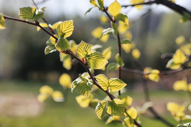 Foglie fresche di primavera su un tramonto sull'albero