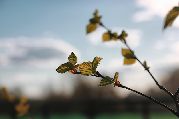 Foglie fresche di primavera su un tramonto sull'albero