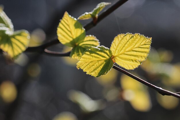 Foglie fresche di primavera su un tramonto sull'albero