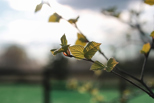 Foglie fresche di primavera su un tramonto sull'albero