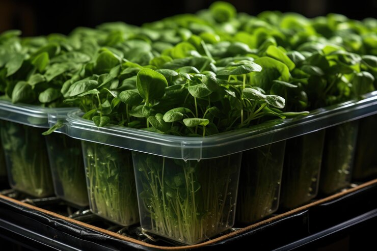 Foto foglie fresche di rubaco o di arugula verdi in scatole di plastica di cemento grigio