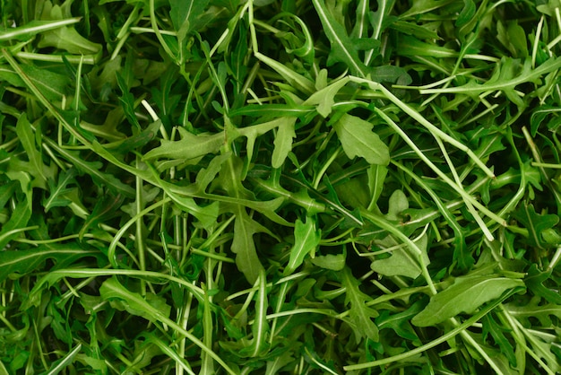 Foglie fresche di rucola