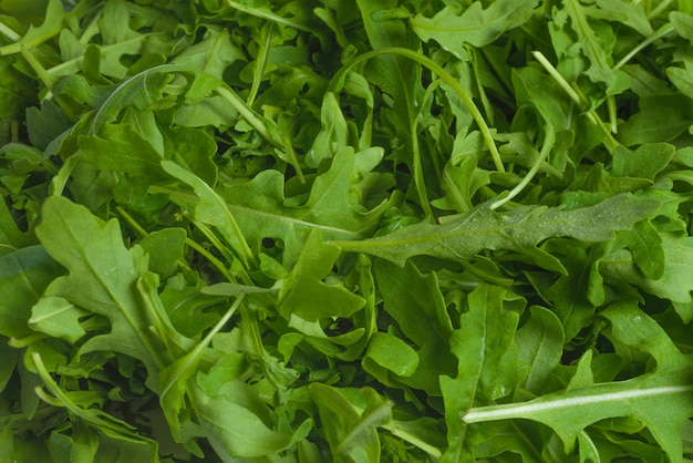 Foglie fresche di rucola.