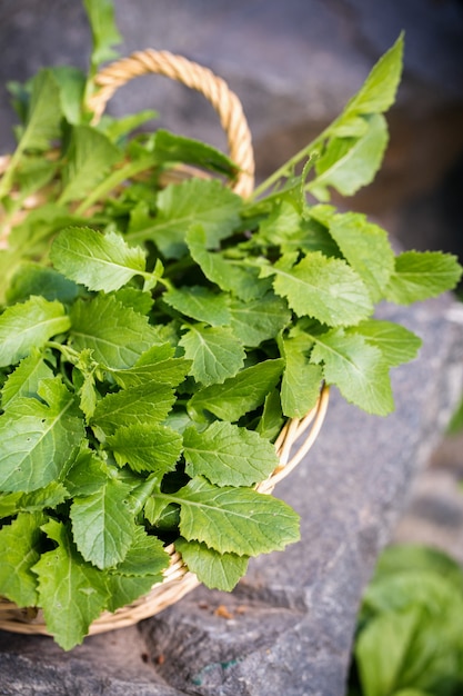 Foglie fresche di senape piccante per insalata primaverile in cestino