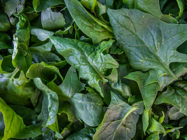 Foglie fresche di spinaci, primo piano.