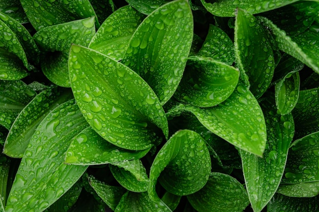 Foglie fresche e gocce d'acqua la mattina dopo la pioggia