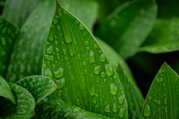 Foglie fresche e gocce d'acqua la mattina dopo la pioggia