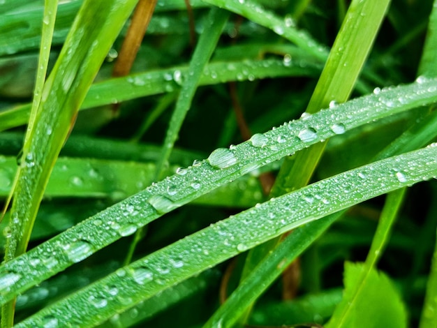 Foglie fresche verdi con gocce d'acqua