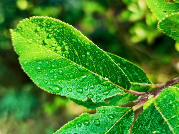 Foglie fresche verdi con gocce d'acqua