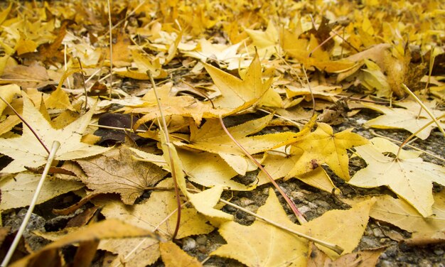 Foglie gialle autunnali a terra