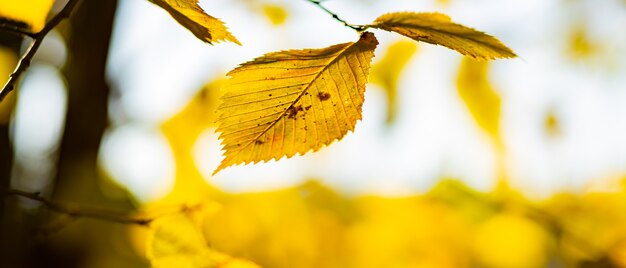 Foglie gialle autunnali di acero nel parco autunnale. Foglie di acero ingiallite su sfondo sfocato. Concetto di autunno dorato. Copia spazio