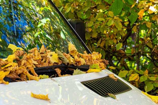 Foglie gialle autunnali sdraiate sul parabrezza di un'auto