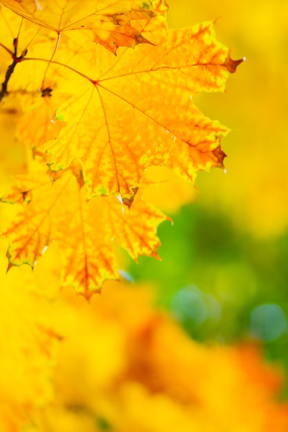 Foglie gialle autunnali. Sfondo colorato autunnale, sfondo autunnale. Concetto di autunno dorato