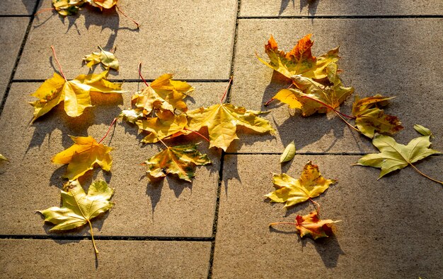 foglie gialle autunnali si trovano su un parco ed 'pista lastricata di piastrelle di cemento grigio al sole.