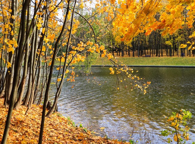 Foglie gialle cadute in un parco in riva al lago in una giornata di sole autunnale