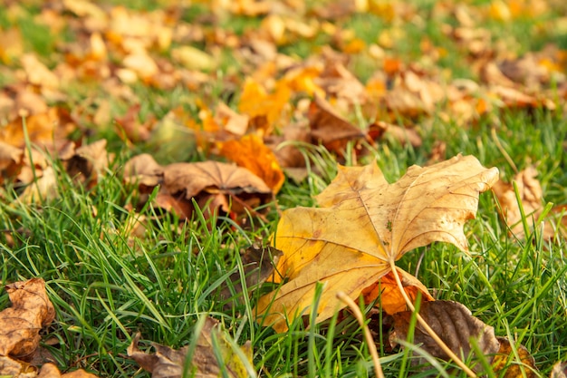 Foglie gialle cadute nel parco cittadino in una giornata di sole autunnale. I colori dell'autunno.
