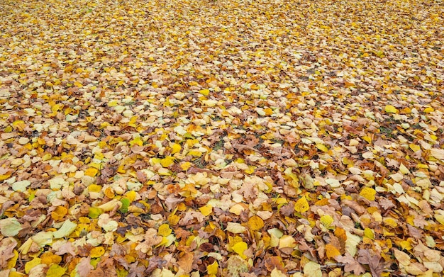 Foglie gialle cadute nel parco in autunno Sfondo della natura