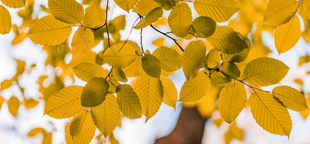 Foglie gialle che cadono nel fondo del bokeh del parco con i raggi del sole. Paesaggio naturale autunnale. Bellissimo