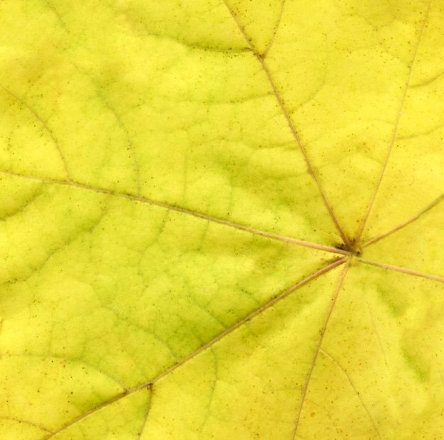 Foglie gialle Chiuda in su del foglio autunnale variopinto