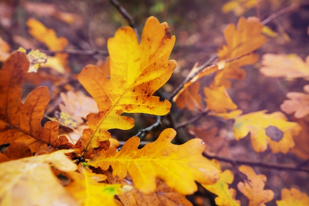 Foglie gialle colorate nella stagione autunnale. Colpo del primo piano. Adatto per l'immagine di sfondo.