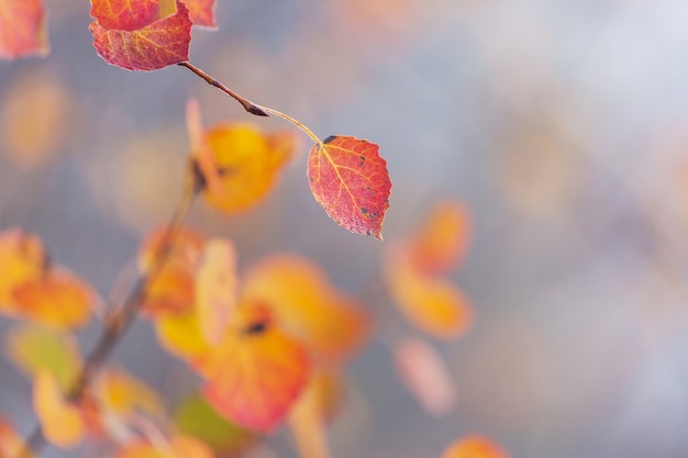 Foglie gialle colorate nella stagione autunnale. Colpo del primo piano.