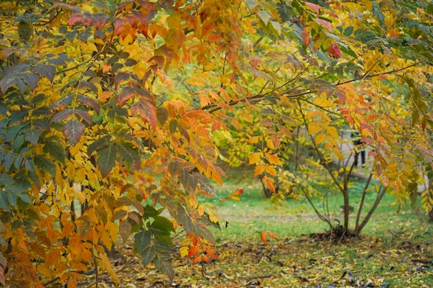 Foglie gialle d'autunno sul primo piano degli alberi