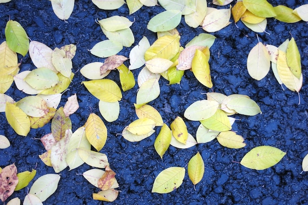 Foglie gialle d'autunno sull'asfalto