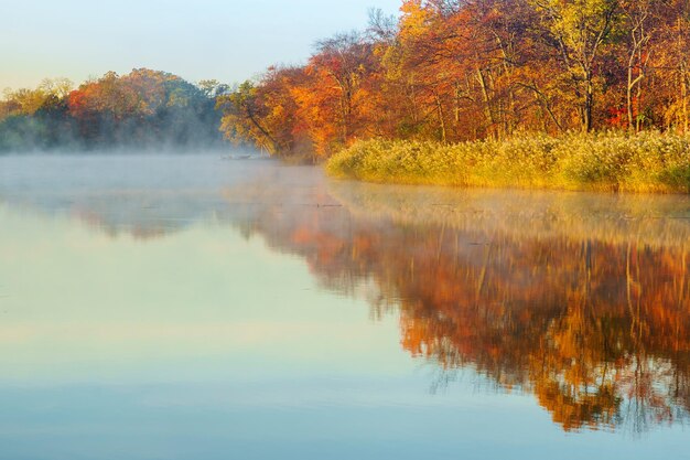 Foglie gialle del fiume di nebbia d'autunno Nebbia sul fiume nella foresta in autunno