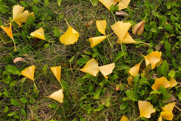 Foglie gialle dell'albero gingobiloba sull'erba in autunno