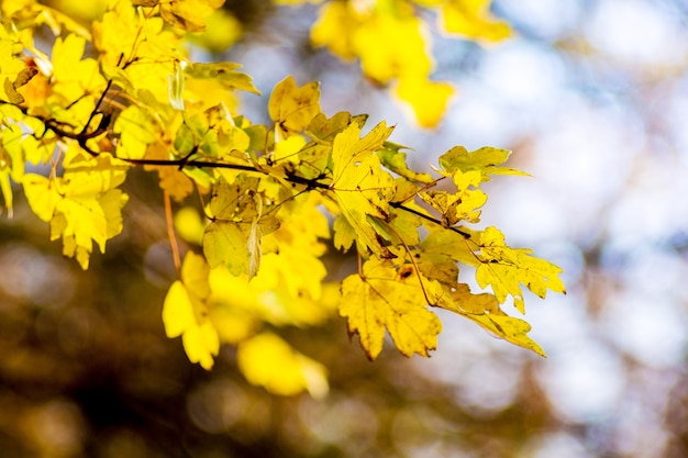 Foglie gialle di autunno di acero su un albero in una foresta con tempo soleggiato