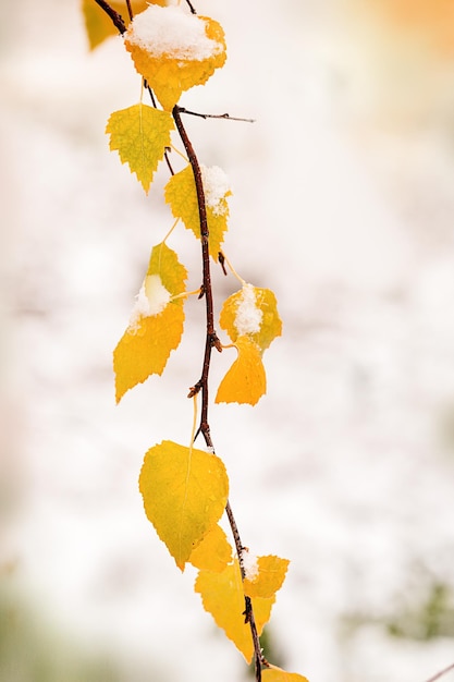 Foglie gialle di betulla coperte prima neve Inverno autunno scena natura foglia congelata nevica